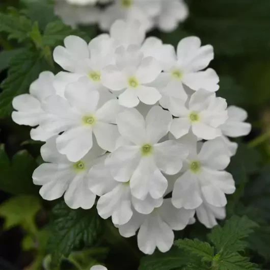 Verbena 'Cadet™ White'