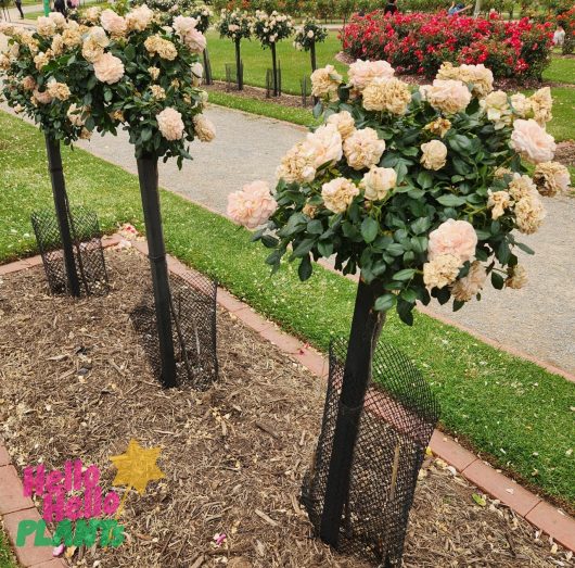 Topiary-style Rose 'Garden of Roses' PBR bushes with pale pink blooms, planted in a mulched bed in the Garden of Roses, surrounded by a low metal fence, with a grassy area and other flowers.