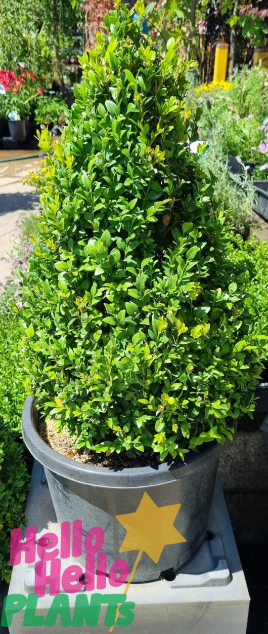 Buxus 'English Box' Topiary Cone 12" Pot