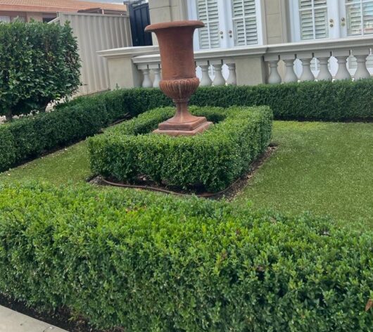 Buxus 'English Box' 3" Pot