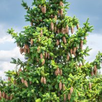 A tall evergreen Picea 'Norway Spruce' tree, with dense foliage and numerous brown pine cones, set against a cloudy sky, makes a perfect centerpiece for a 10" pot.