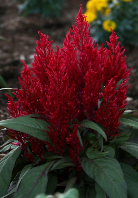 Celosia 'Christmas Candles' 4" Pot