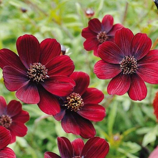 Cosmos 'Chocolate'