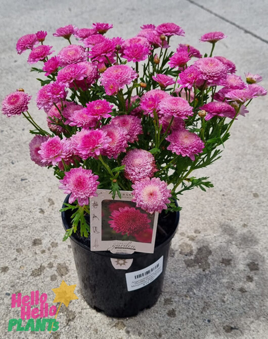 Argyranthemum 'Double Rose' Marguerite Daisy 6" Pot
