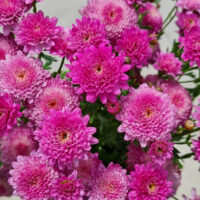 The Argyranthemum 'Double Rose' Marguerite Daisy in a 6" pot features vibrant pink, chrysanthemum-like blooms with green stems and leaves in the background.