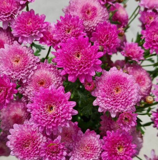 Argyranthemum 'Double Rose' Marguerite Daisy 6" Pot