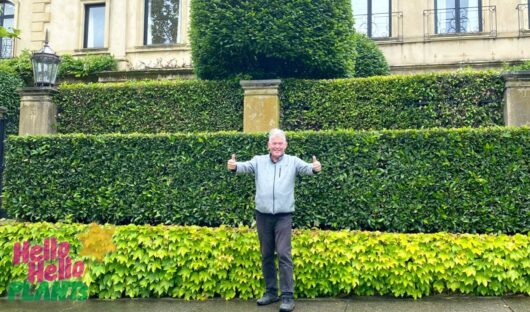 Hello Hello Plants Nursery Campbellfield Melbourne Victoria Asutralia Essence of Toorak Gardens Landscape layering boston ivy ficus flash hedging formal garden with Chris