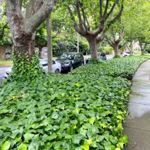 Hello Hello Plants Nursery Campbellfield Melbourne Victoria Australia Hedera canariensis Canary Island Ivy groundcover ivy lawn under large trees ivy climbing trees
