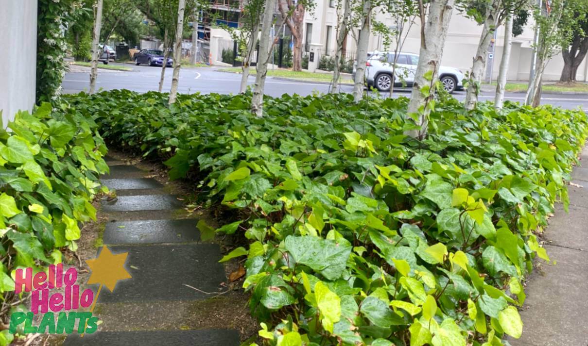 Climbers & Groundcovers