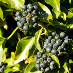 Hello Hello Plants Nursery Campbellfield Melbourne Victoria Australia Hedera helix English Ivy berries black