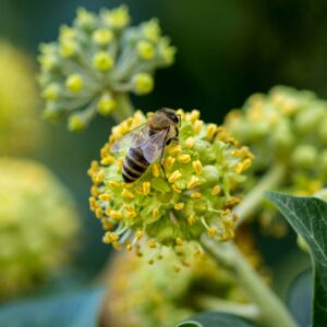 Hello Hello Plants Nursery Campbellfield Melbourne Victoria Australia Hedera helix English Ivy flower with bee