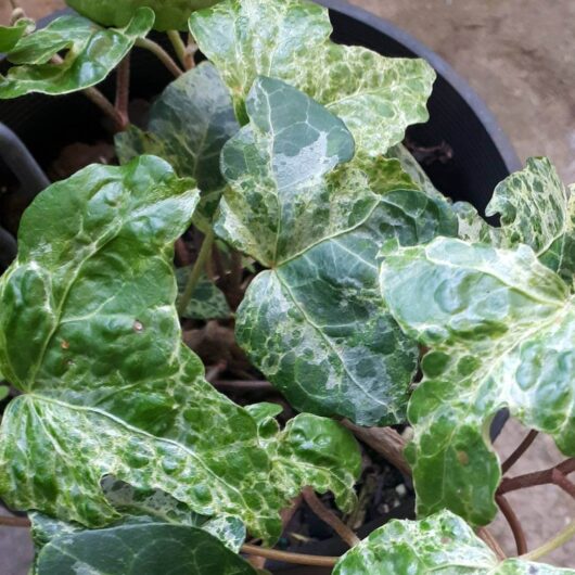 Hello Hello Plants Nursery Campbellfield Melbourne Victoria Australia Hedera helix Gold Dust Ivy variegated ivy leaves
