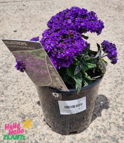 Heliotrope Scentropia™ 'Dark Blue' 6" Pot