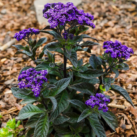 Heliotrope Scentropia™ 'Dark Blue' 6" Pot