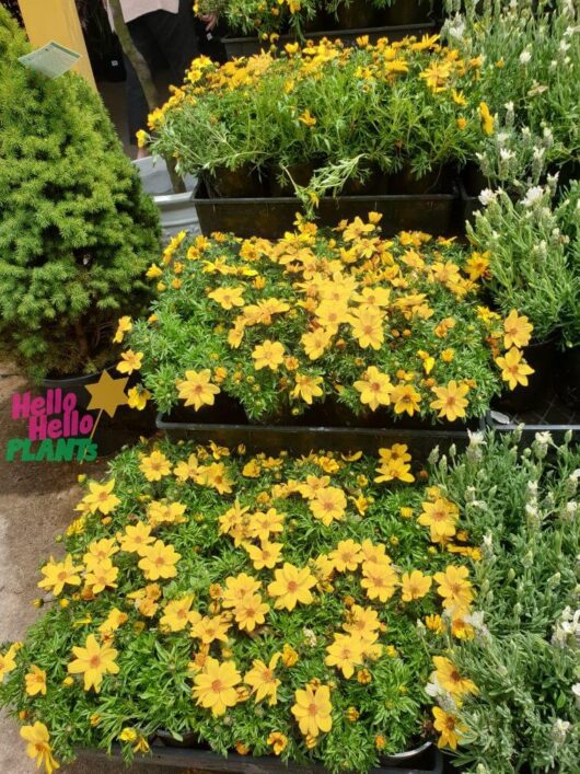 Bidens 'Goldmound' 6" Pot