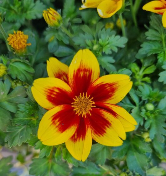 Bidens 'Red Eye' 10" (Hanging Basket)