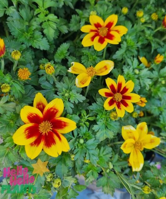 Bidens 'Red Eye' 10" (Hanging Basket)