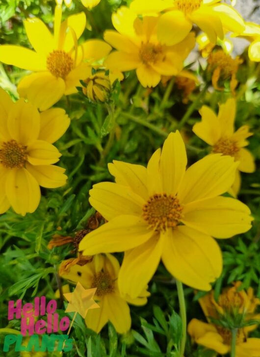 Bidens 'Yellow' 6" Pot