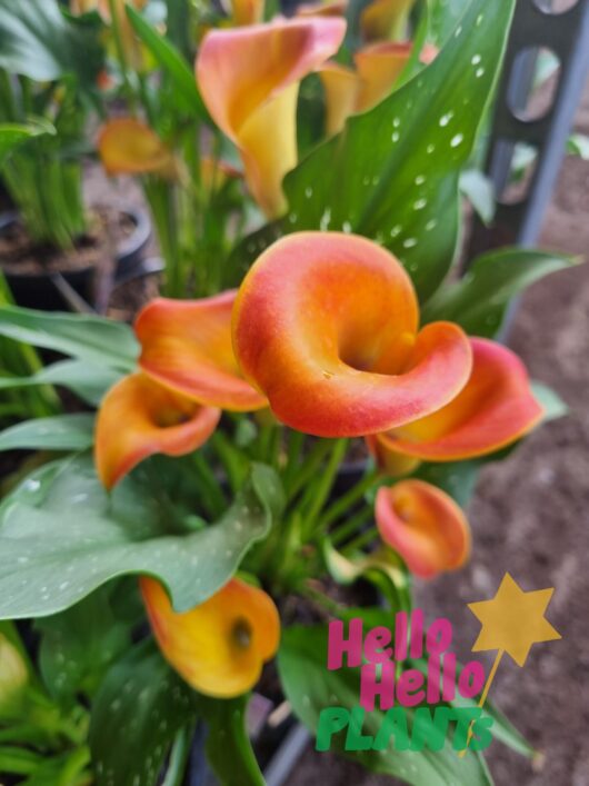 Zantedeschia 'Arum/Calla Lily' Assorted 7" Pot