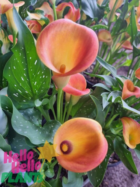 Zantedeschia 'Arum/Calla Lily' Assorted 7" Pot