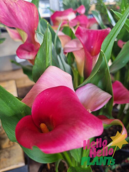 Zantedeschia 'Arum/Calla Lily' Assorted 7" Pot