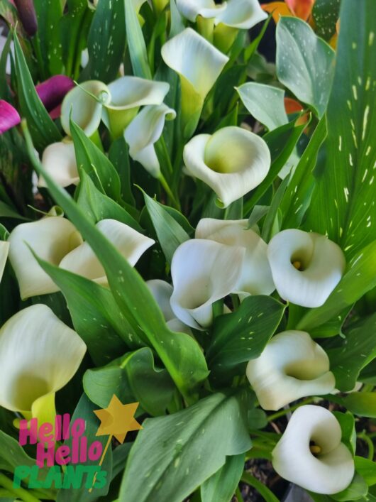 Zantedeschia 'Arum/Calla Lily' Assorted 7" Pot