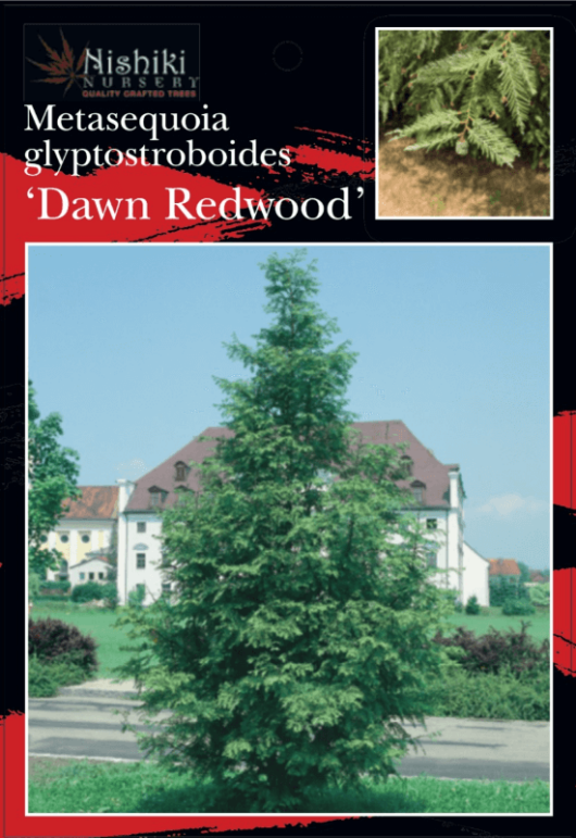 Sequoia 'Dawn/Coastal Redwood'