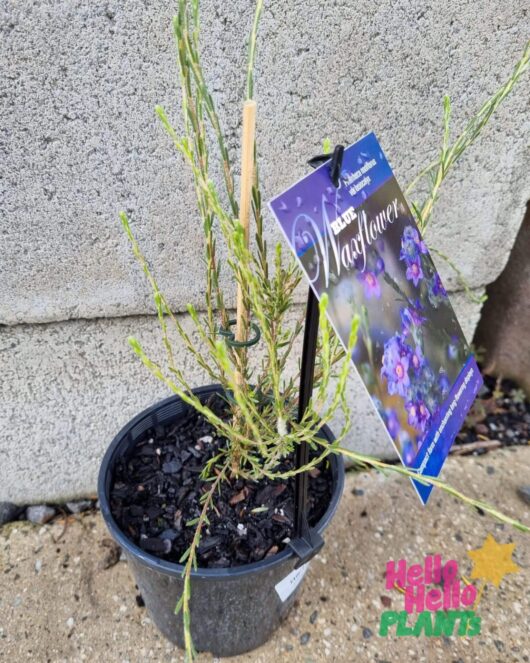 Philotheca 'Blue' Waxflower 6" Pot