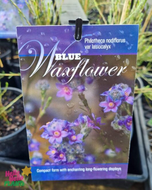 Philotheca 'Blue' Waxflower 6" Pot