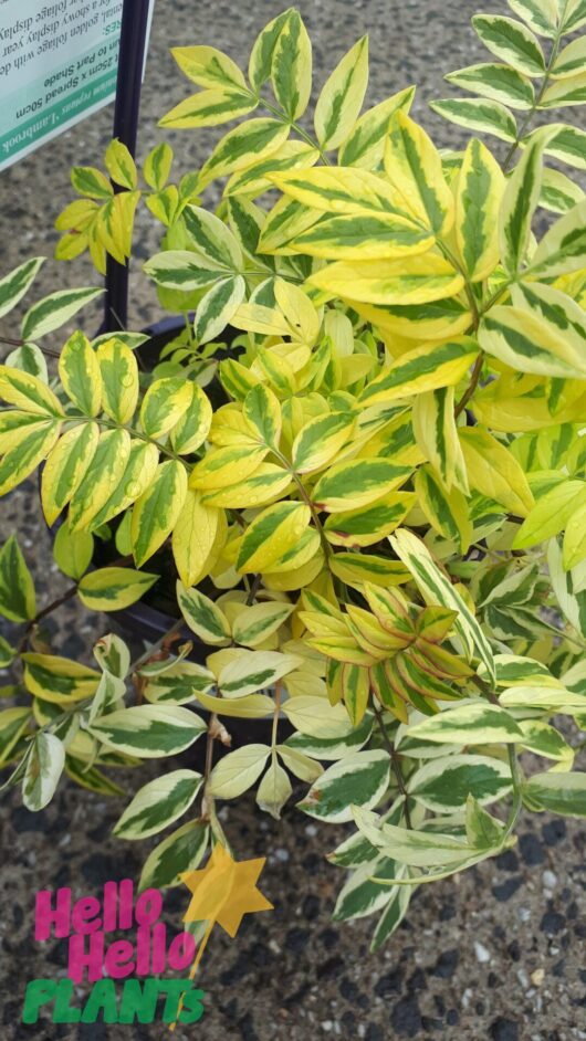 Polemonium 'Golden Feathers' 6" Pot