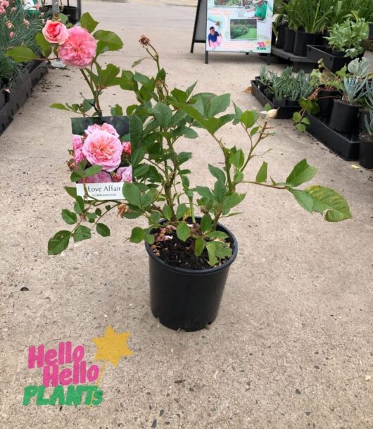 Rose 'Love Affair' Bush Form