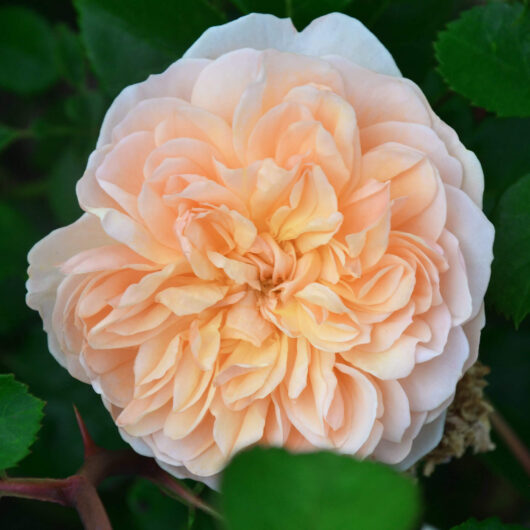 Rose 'Garden of Roses' PBR