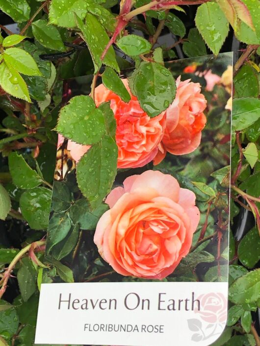 Rose 'Heaven on Earth' PBR Bush Form