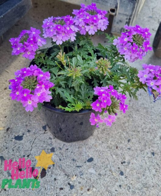 Verbena 'Purple' Assorted 6" Pot