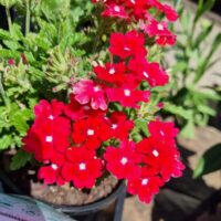 The Verbena 'Red' Assorted 6" Pot features vibrant red blooms with white centers, surrounded by lush green foliage, perfect for brightening up any sunlit outdoor space.