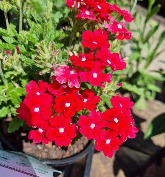 Verbena 'Red' Assorted 6" Pot