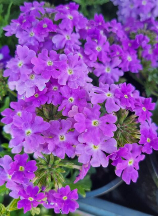 Verbena 'Purple' Assorted 6" Pot