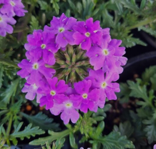 Verbena 'Purple' Assorted 6" Pot