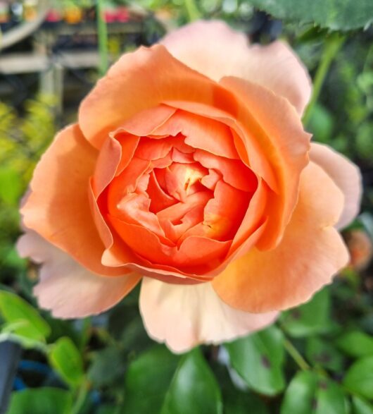 Rose 'Heaven on Earth' PBR Bush Form