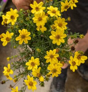 Bidens 'Yellow' 6" Pot