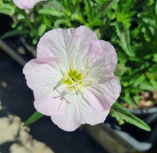 Oenothera 'Pink' Evening Primrose 8" Pot