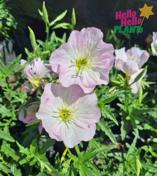 Oenothera 'Pink' Evening Primrose 8" Pot