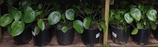 Pilea 'Chinese Money Plant' 8" Pot