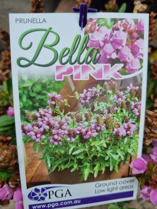 Prunella 'Bella Pink' 6" Pot