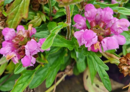 Prunella 'Bella Pink' 6" Pot