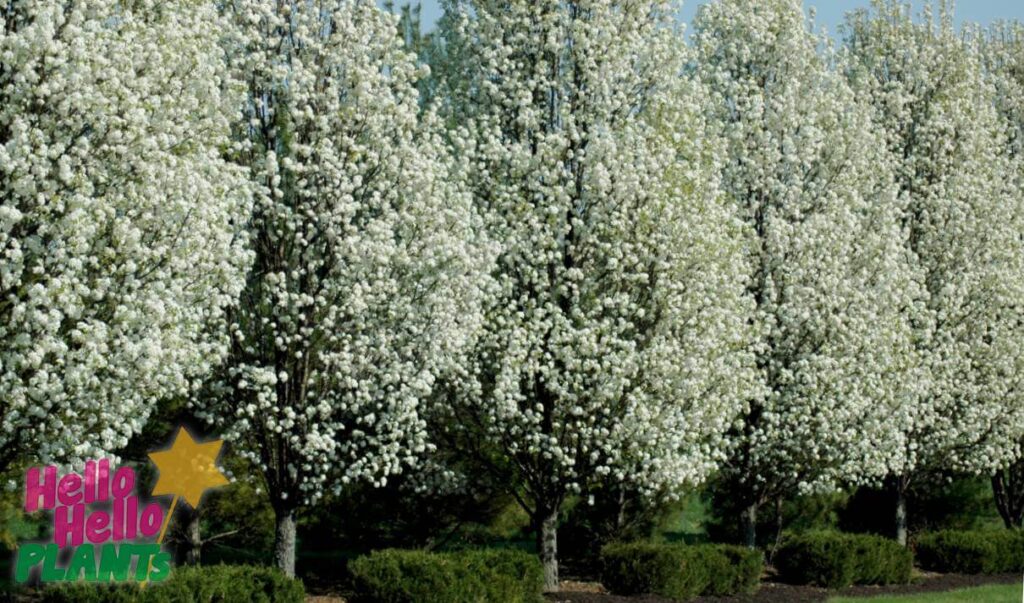 Hello Hello Plants Nursery Campbellfield Melbourne Victoria Australia Ornamental Pears Cleveland in blossom