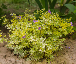 Hello Hello Plants Polemonium Golden Feathers plant