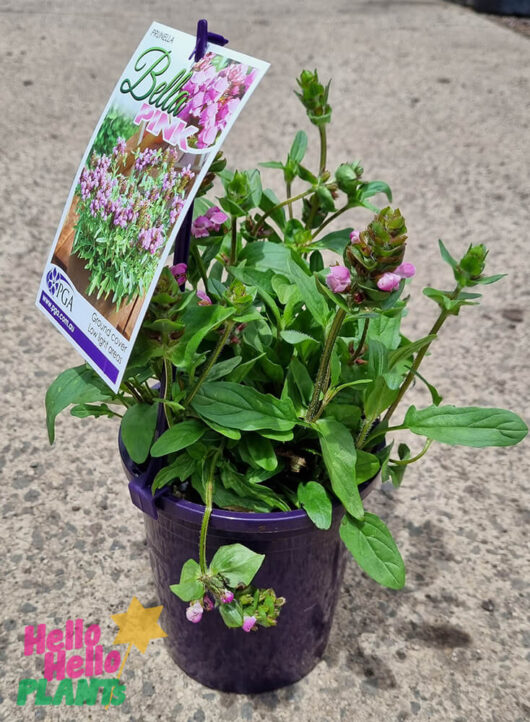 Prunella 'Bella Pink' 6" Pot