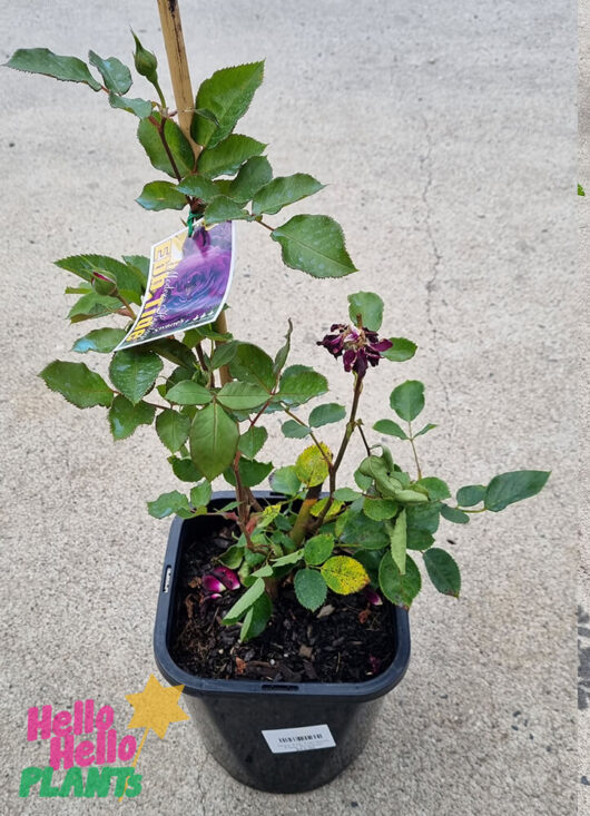 Rose 'Ebb Tide' Bush Form
