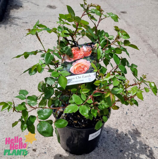 Rose 'Heaven on Earth' PBR Bush Form